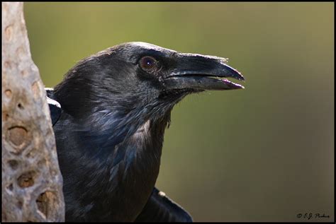 Chihuahuan Raven Page