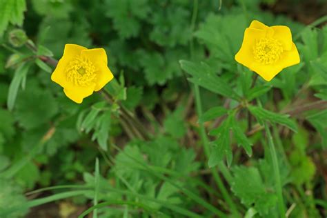 Ranunculus bulbosus