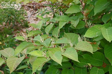 Fallopia japonica | Japanese knotweed | Edible and Medicinal Uses | Charles W. Kane | Applied ...