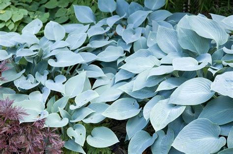 Hosta Plant Varieties by Color