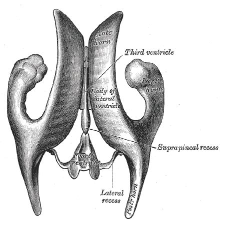 Anterior horn of lateral ventricle - wikidoc