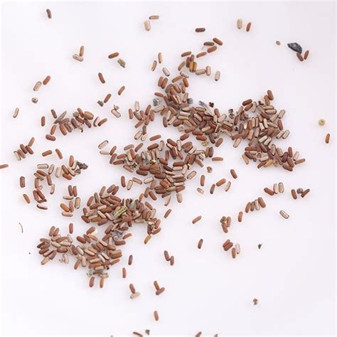 Verbena seeds | Garden seeds, Seeds, Overwintering