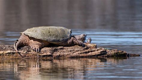 Common Snapping Turtle Habitat Checklist (Shopping List)