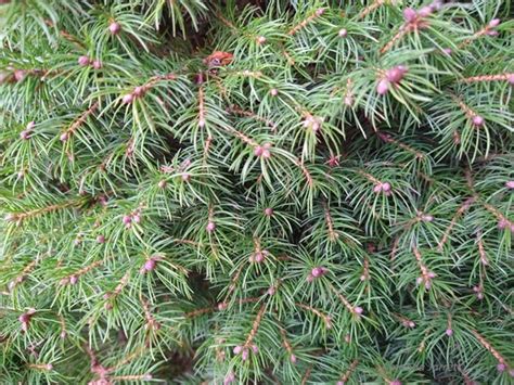 Dwarf Alberta Spruce - THE GARDEN WEBSITE.COM