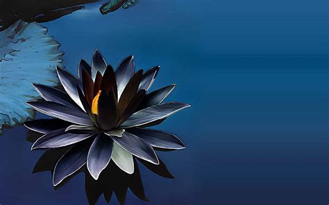 Creative Farmer Black Lotus Seeds 5 Nos : Amazon.in: Garden & Outdoors