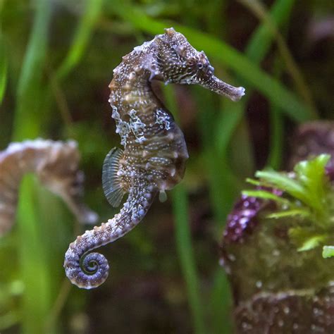 Pin by Gina Knot on Sea horses | Deep sea creatures, Seahorse, Sea creatures