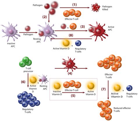 A schematic representation of adaptive immune responses in terms of ...