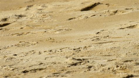 A ghost crab digging sand to make a hole on the beach 11535213 Stock Video at Vecteezy