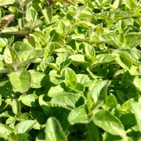 Origanum x marjoricum from NVK Nurseries