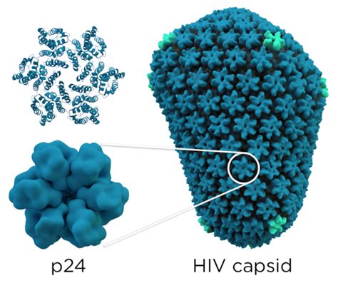 The Capsid Protein, a Master Regulator of HIV-1 Replication