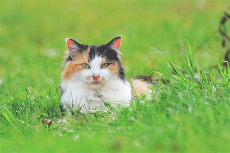 Cat Panting? Here’s What It Means. – Freaky Pet