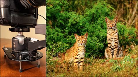 Get Ready to Remote, Part 1: Simple Camera Traps For Wildlife | Photofocus