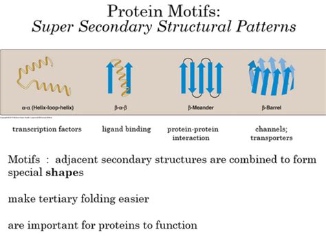 Protein Motifs Flashcards | Quizlet