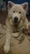 Adopt a Samoyed | Dog Breeds | Petfinder