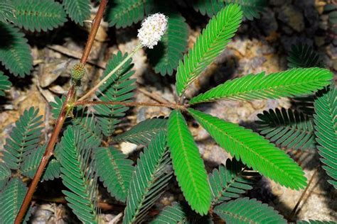 Weeds of Sri Lanka: Nidikumba (නිදි කුම්බා) Mimosa pudica