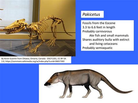 Pakicetus Fossil