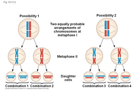 Random Fertilization