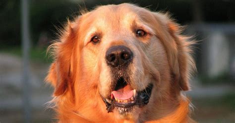 Golden Retriever Rescues In Michigan (Adopt A Golden Retriever Near You ...