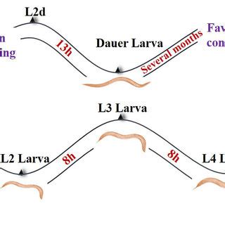 Caenorhabditis elegans life cycle at 20°C. The life cycle of this... | Download Scientific Diagram