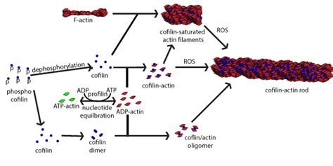 Disturbances in the Filamentous Actin Cytoskeleton Appear in Alzheimer ...