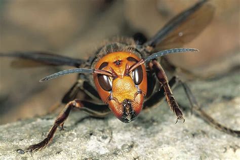 Japanese Giant Hornet {Vespa mandarinia japonica} Japan