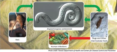 Angiostrongyliasis (Rat Lungworm) | Disease Outbreak Control Division