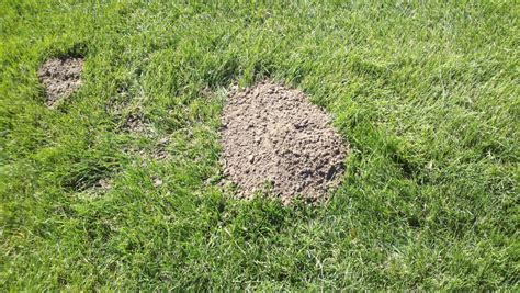 How to Control Gophers: What Do Gopher Holes Look Like? | Dengarden