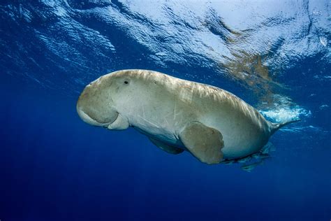 New Research: Critically Endangered Dugongs of East Africa - Dugong ...