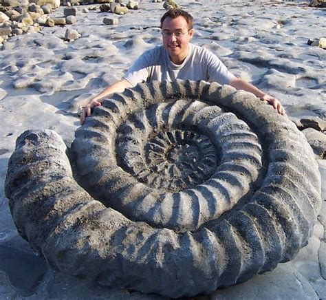 Big Ammonite - Lyme Regis for Journey of Life 2003 | Flickr