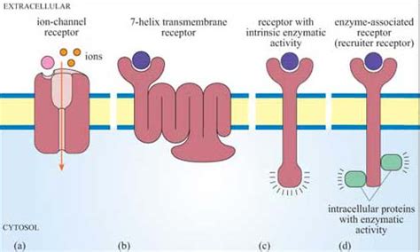 Cell Receptor