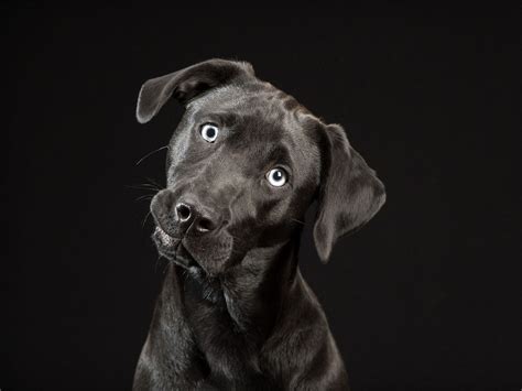 Photographs Shed Light on Black Dog Syndrome | by ThisDogsLife ...