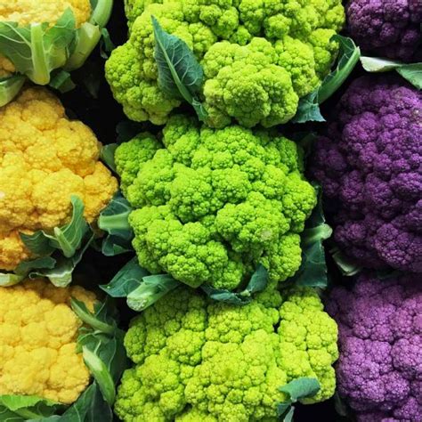 The 13 Best Cauliflower Varieties for the Home Garden | Gardener's Path