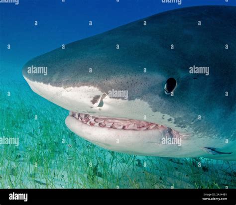 Close-up of the teeth and mouth of a tiger shark, Tiger Beach, Bahamas ...