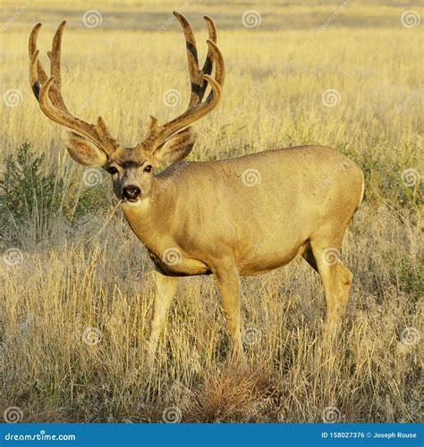 A Large Mule Deer Buck in Colorado Stock Photo - Image of denver, captured: 158027376