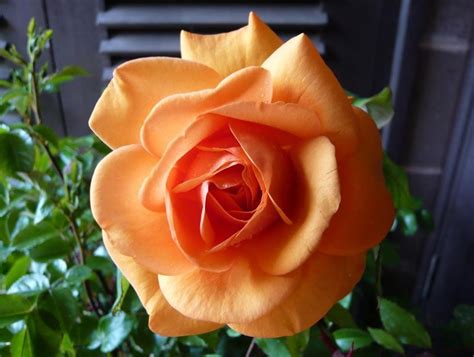 Rose Golden Beauty | Buy Online | Ashwood Nurseries