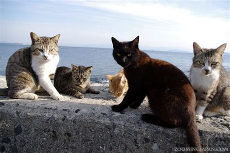 Cat Lovers: Don't Miss These Cat Places in Japan!