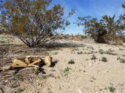 Desert Decomposers | 9 Examples of Decomposers & Types