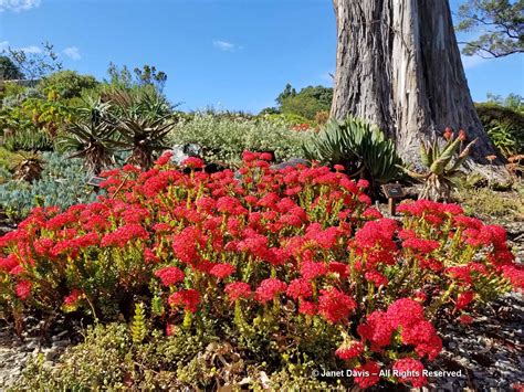 Crassula coccinea-Dunedin Botanic Garden | Janet Davis Explores Colour