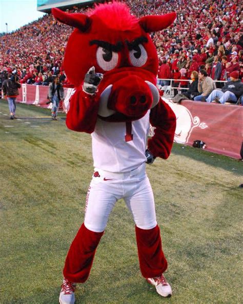 Big Red, Arkansas Razorbacks mascot. | Arkansas razorbacks, Arkansas ...