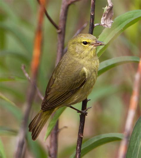 Orange-crowned Warbler - eBirdr