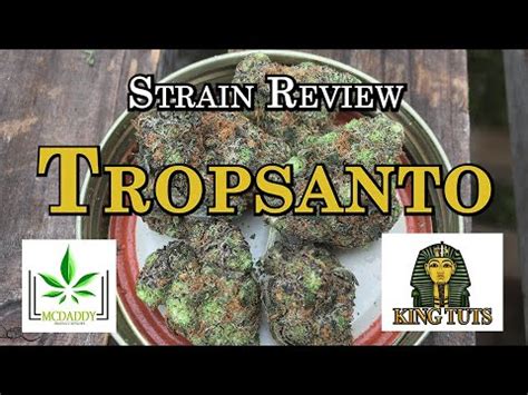 Strain Review – Tropsanto – King Tuts Cannabis – Bud Billions – Your Gateway to Cannabis Insights