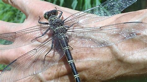 Wonga Beach man finds world’s biggest dragonfly in garden | The Cairns Post