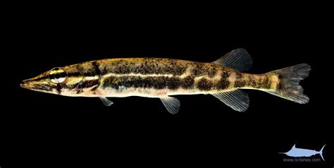 Esocidae – Fishes of North Carolina