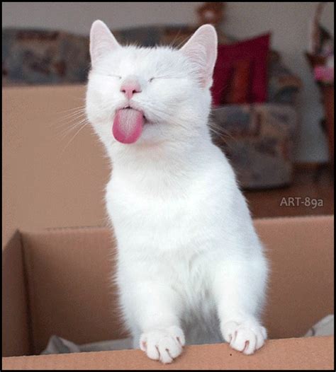 ARTistic Cat GIF • Na-Na-Na-Na! Arrogant white Cat sticking her tongue out | Katzen lustige ...