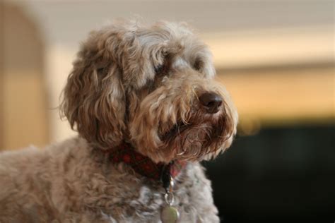 Labradoodle Grooming at Rainmaker Ranch Labradoodle Grooming Style, Labradoodle Haircut ...