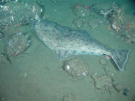 Pacific Halibut | California Sea Grant