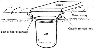 How to Set an Easy Mole Trap | My Greenery Life