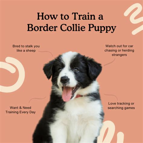 How To Train a Border Collie Puppy – The Ultimate Guide — Zigzag Puppy Training App