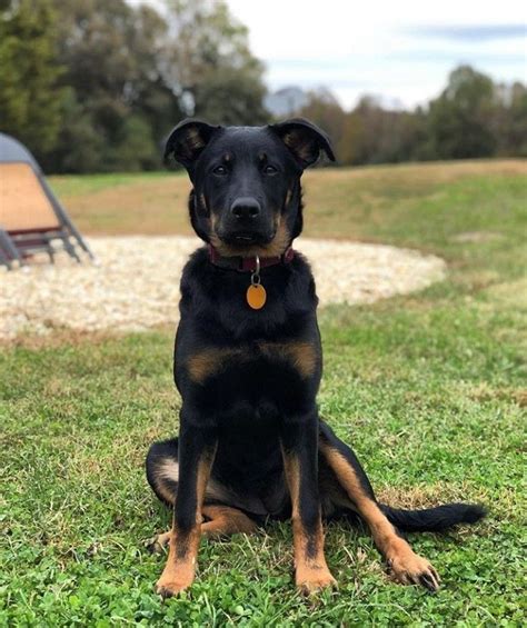 Cute Shepweiler | German shepherd rottweiler mix, German shepherd mix ...