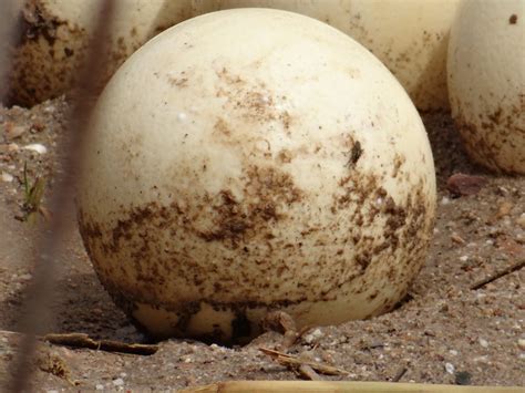 Oddly Cute - Visiting an Ostrich Farm in Oudtshoorn, South Africa ...